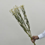 Chamomile - Preserved - Flower Station Dubai