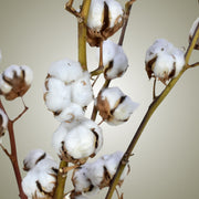 Dried Cotton in Vase - Flower Station Dubai