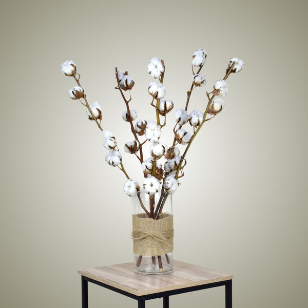 Dried Cotton in Vase - Flower Station Dubai