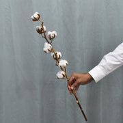 Dried Cotton - Flower Station Dubai