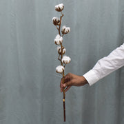 Dried Cotton - Flower Station Dubai
