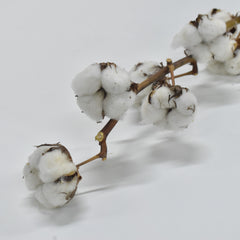 Dried Cotton