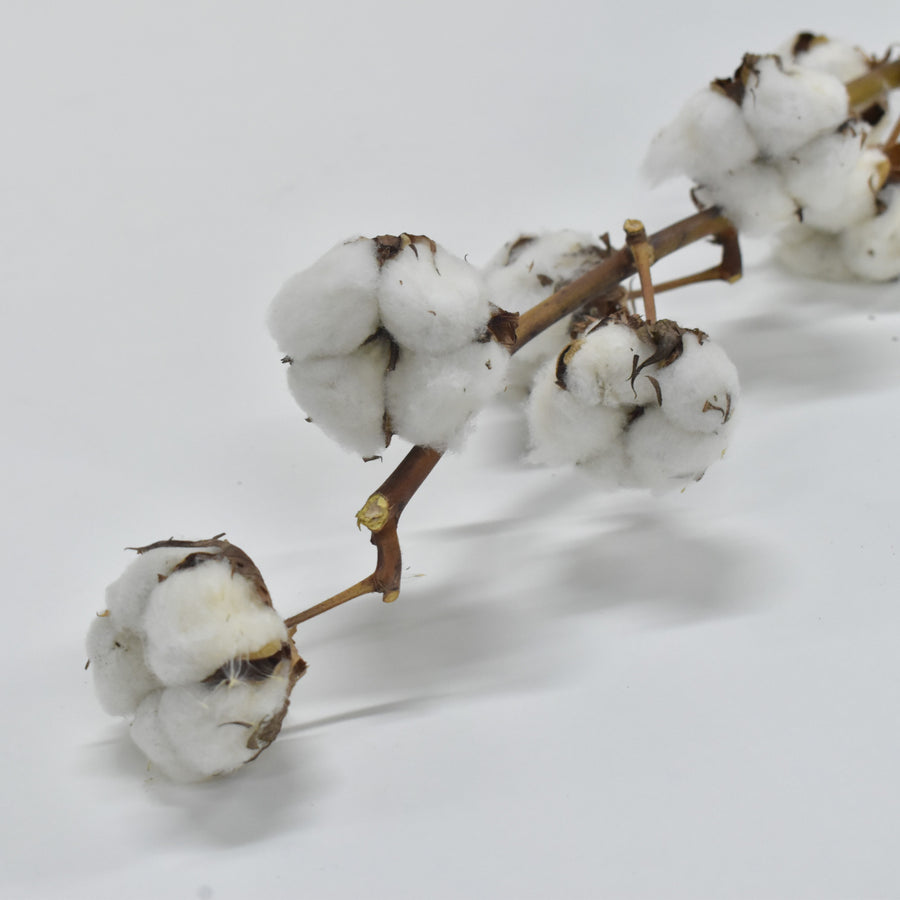Dried Cotton - Flower Station Dubai