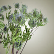 Dried Eryngium in Vase