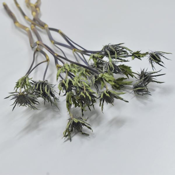 Eryngium - Preserved - Flower Station Dubai