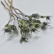 Eryngium - Preserved - Flower Station Dubai