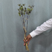 Eryngium - Preserved - Flower Station Dubai