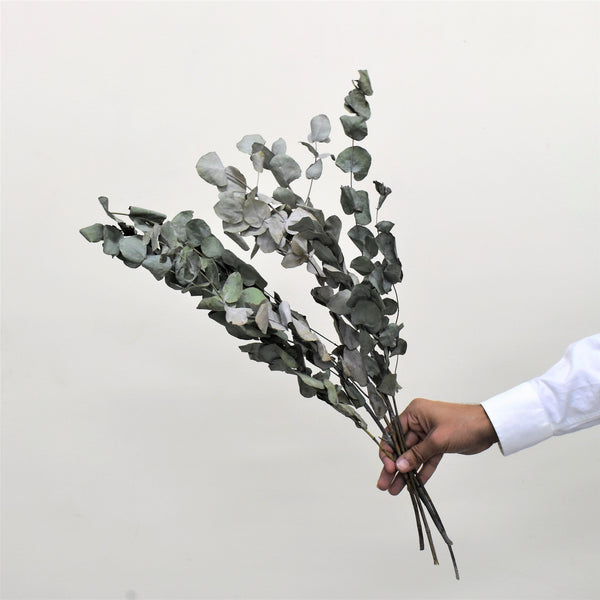 Dried Eucalyptus - Flower Station Dubai