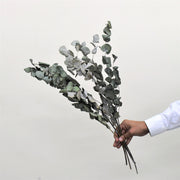 Dried Eucalyptus - Flower Station Dubai