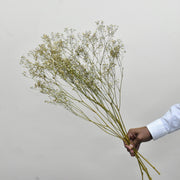Dried Gypsophila - Flower Station Dubai