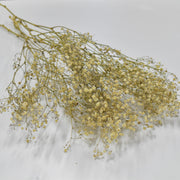 Dried Gypsophila - Flower Station Dubai