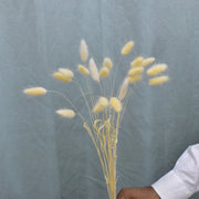 Lagurus Ovatus (Bunny Tails) - Flower Station Dubai