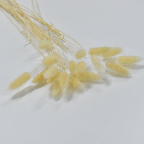 Lagurus Ovatus (Bunny Tails) - Flower Station Dubai