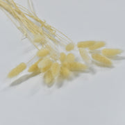 Lagurus Ovatus (Bunny Tails) - Flower Station Dubai