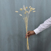 Lagurus Ovatus (Bunny Tails) - Flower Station Dubai