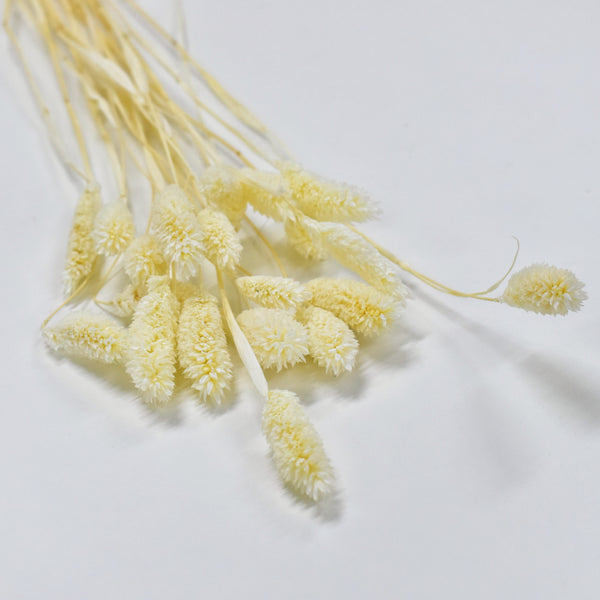 Phalaris - Flower Station Dubai