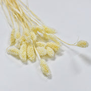 Phalaris - Flower Station Dubai