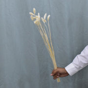 Phalaris - Flower Station Dubai