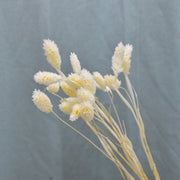 Phalaris - Flower Station Dubai