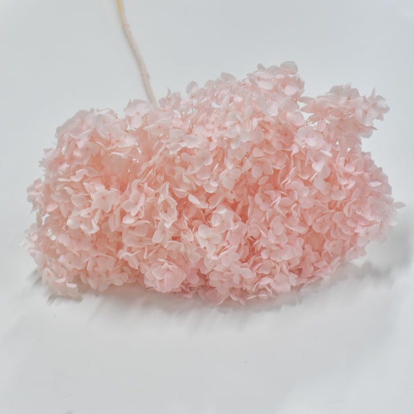 Preserved Hydrangeas Preserved Flowers Dubai Flower Station