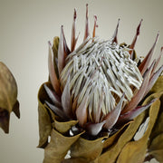 Dried Protea in Vase