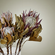 Dried Protea in Vase
