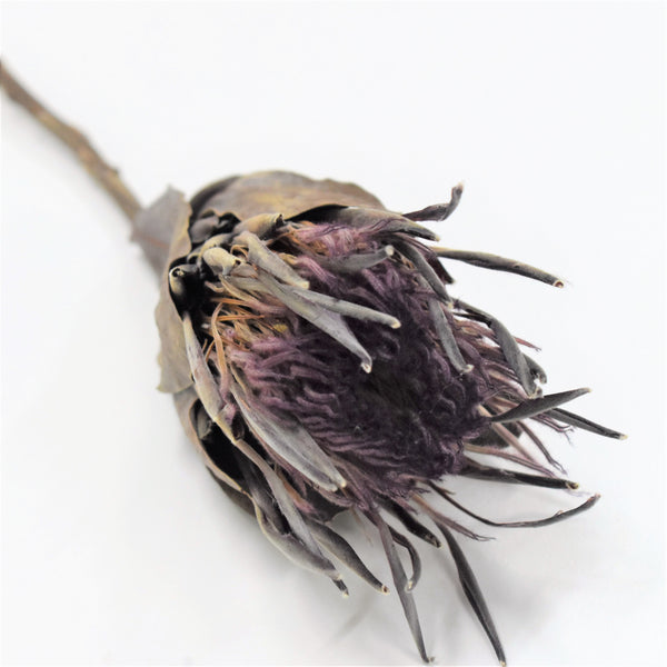 Protea - Preserved - Flower Station Dubai