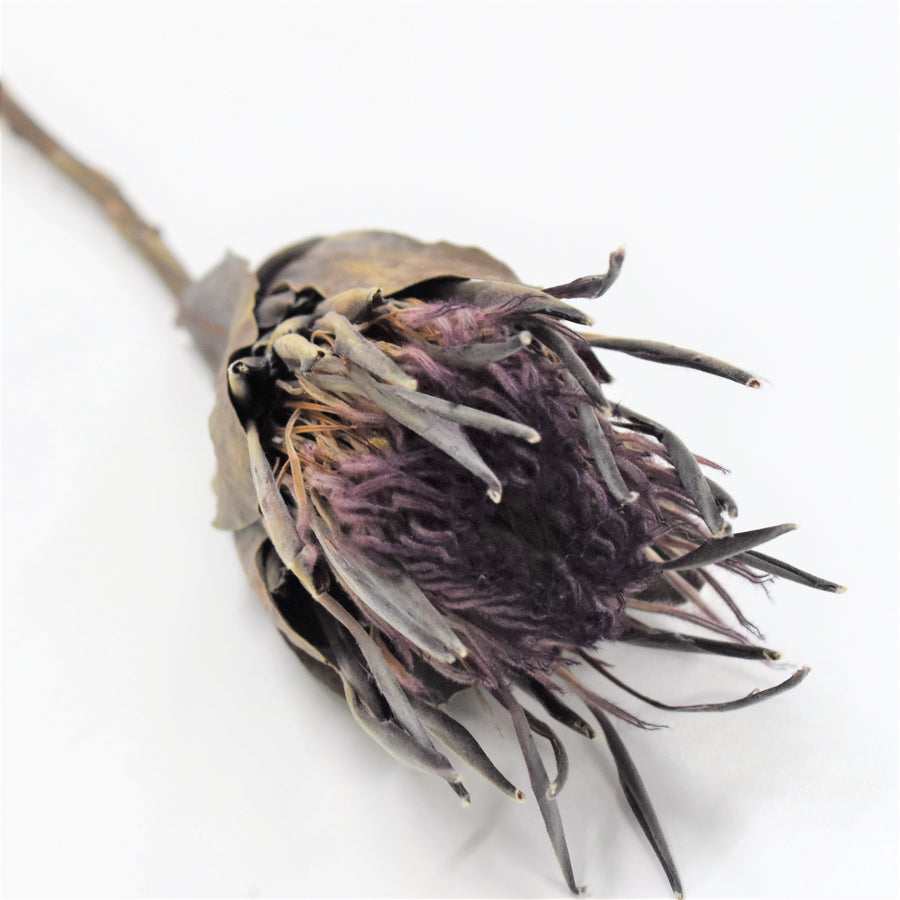 Protea - Preserved - Flower Station Dubai