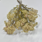 Rice Flower - Preserved - Flower Station Dubai