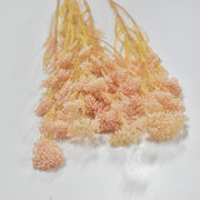 Rice Flower - Preserved - Flower Station Dubai