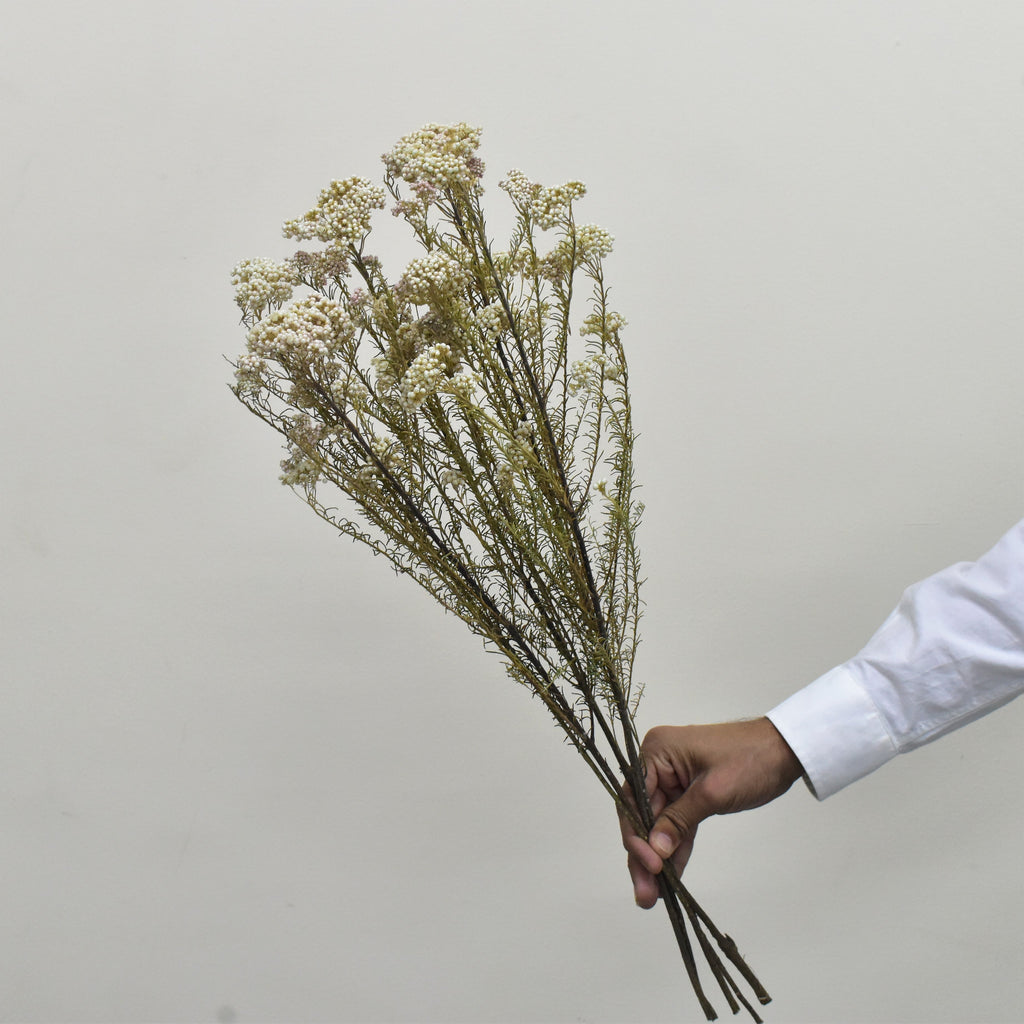 Foosd Rice Flower Preserved Rice Flowers| Preserved Flowers Dubai | Flower Station