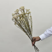 Rice Flower - Preserved - Flower Station Dubai