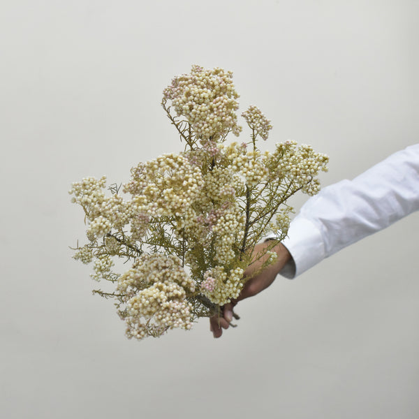 Rice Flower - Preserved - Flower Station Dubai
