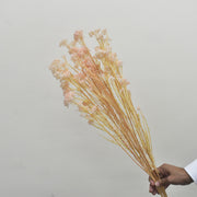 Rice Flower - Preserved - Flower Station Dubai