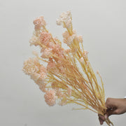 Rice Flower - Preserved - Flower Station Dubai