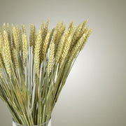 Dried Wheat in Vase