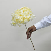 Hydrangea - Preserved - Flower Station Dubai