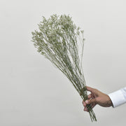 Limonium - Flower Station Dubai