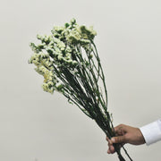 Statice - Flower Station Dubai