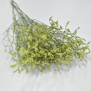 Limonium - Flower Station Dubai