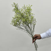 Limonium - Flower Station Dubai