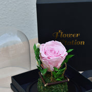 Little Darling - Forever Rose - Flower Station Dubai