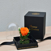 Orange - Forever Rose - Flower Station Dubai