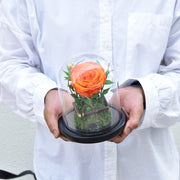 Orange - Forever Rose - Flower Station Dubai