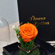 Orange - Forever Rose - Flower Station Dubai