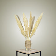 Pampas in Vase - Medium