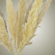Pampas in Vase - Medium