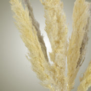 Pampas in Vase - Medium