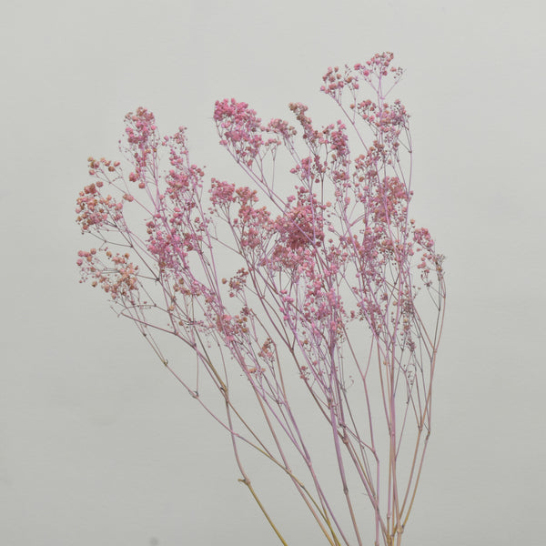 Dried Gypsophila - Flower Station Dubai