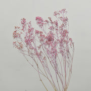 Dried Gypsophila - Flower Station Dubai